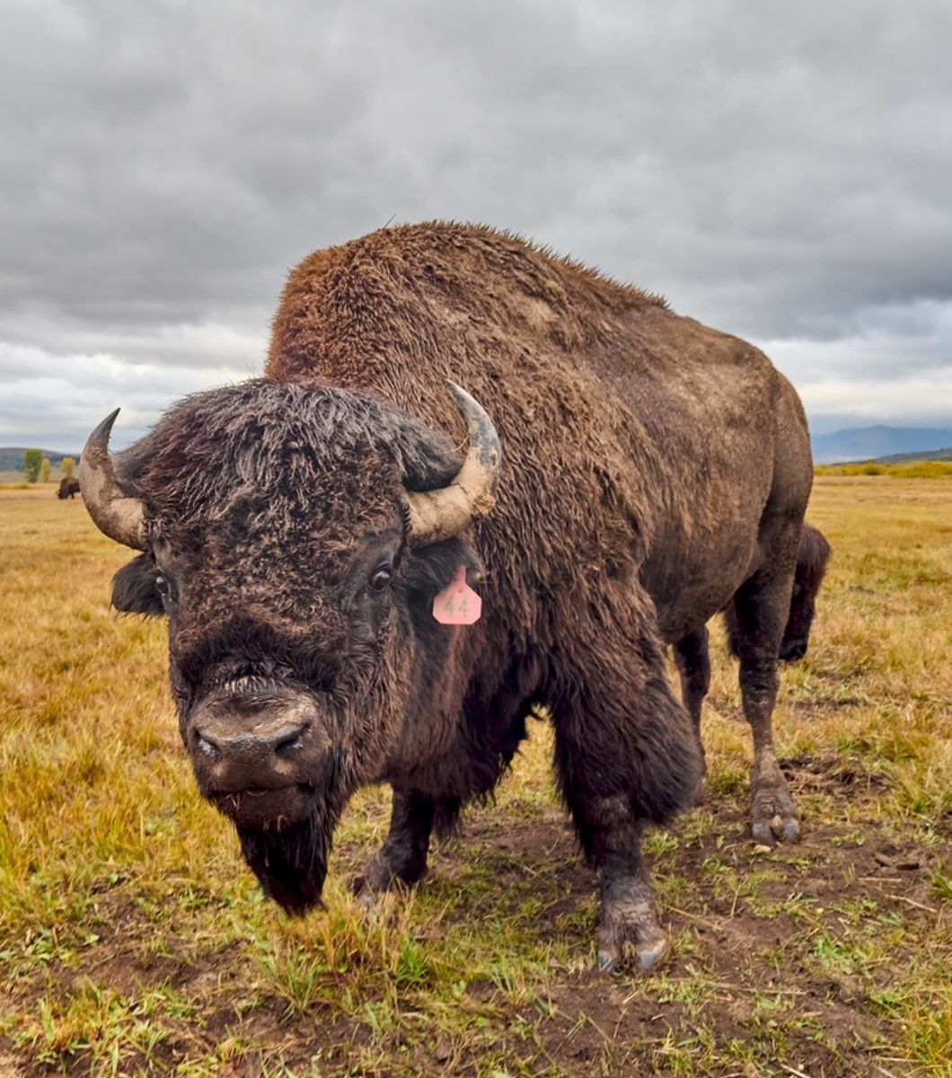 giant bison
