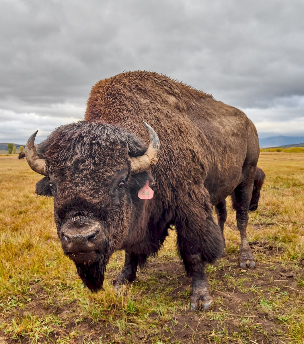 giant bison