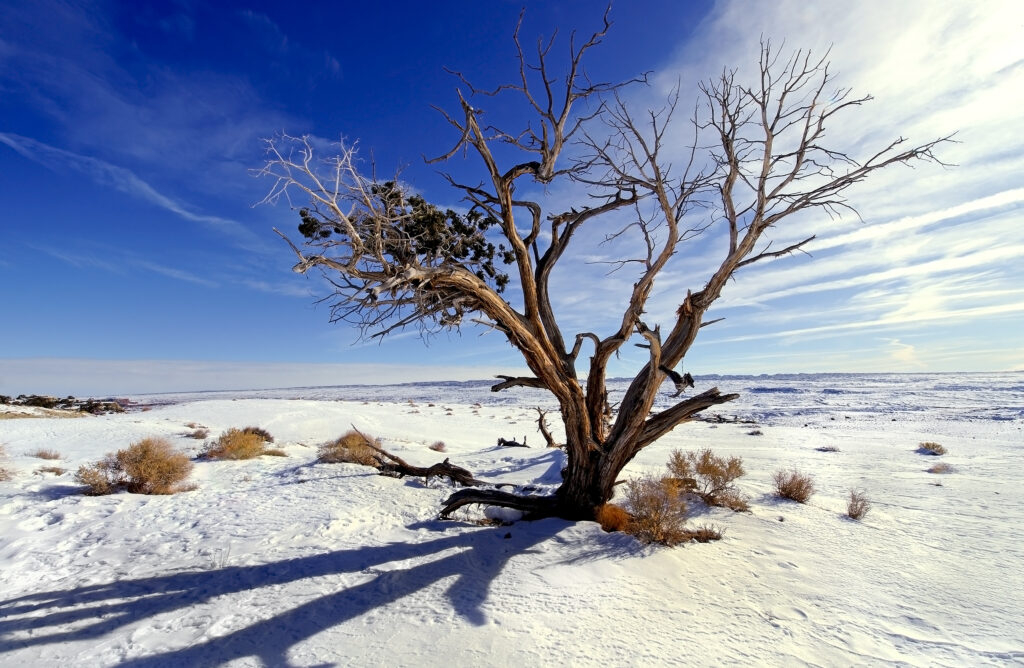 Bristlecone (Snaggle) Tree Utah