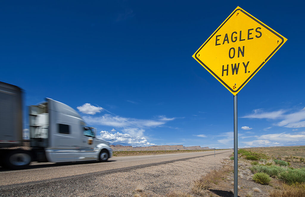 Eagles on Highway Utah