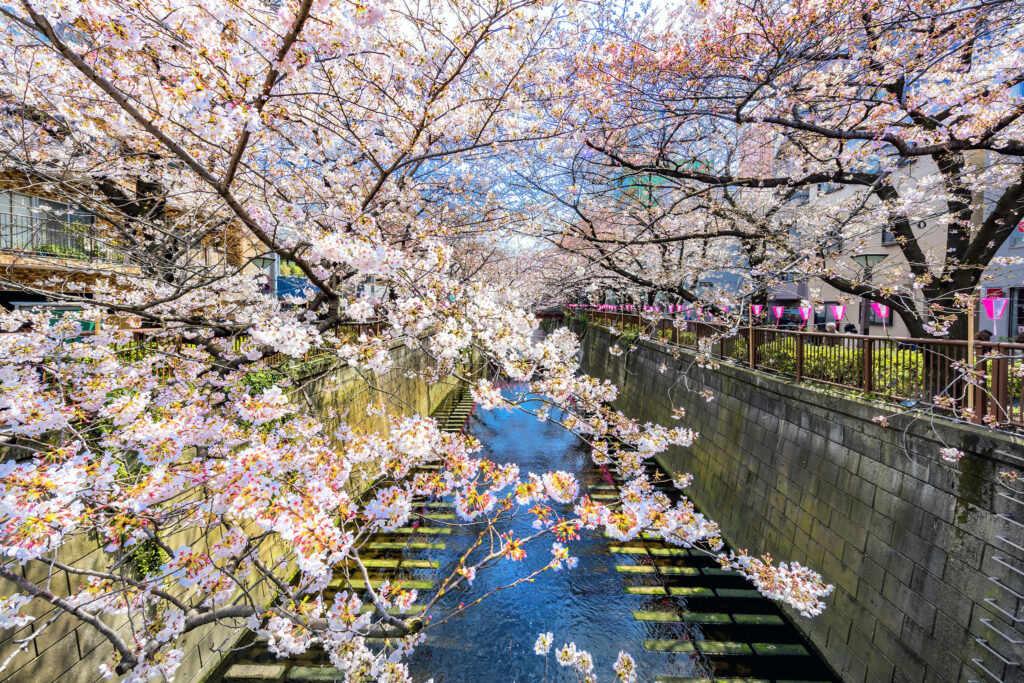 Megura River Sakura Day